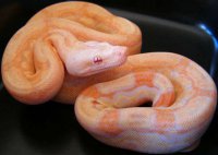 Albino Arabesque